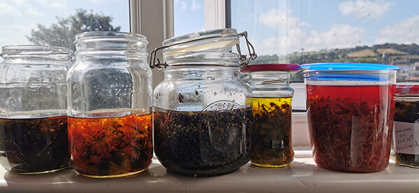 herbal infused oils herbs infusing in oil