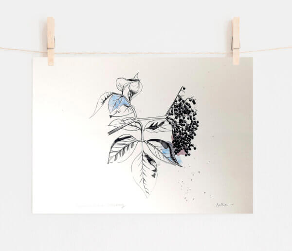 Elderberry Print