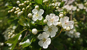 hawthorn flower 300px
