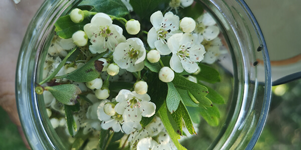 hawthorn flower herbal medicine