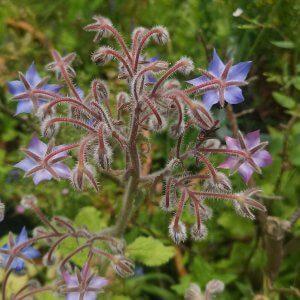 Borage